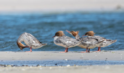 Gänsesäger am meer