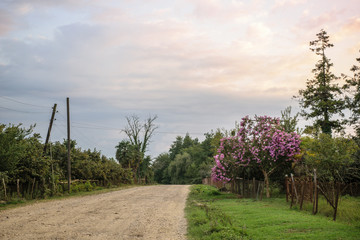 Evening country road in Abkhazia