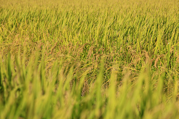 Rice paddies