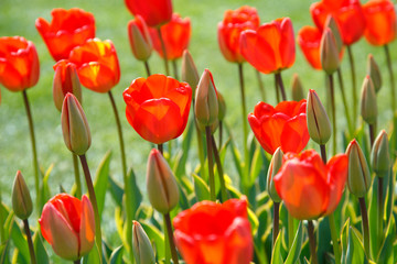 Obraz premium Blühende Tulpen im Frühling