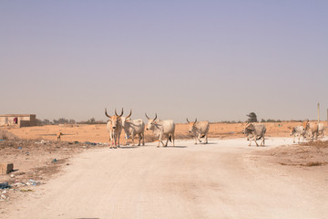 troupeau en afrique