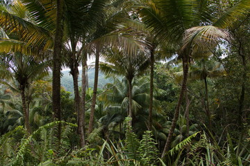 Palm trees in Humboldt Park near Baracoa in Cuba
