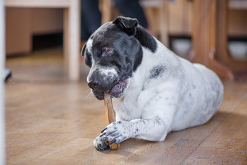 Happy, healthy dog laying in the living room and chewing a bone.