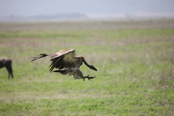Wild Griffon Vulture Africa savannah Kenya dangerous bird