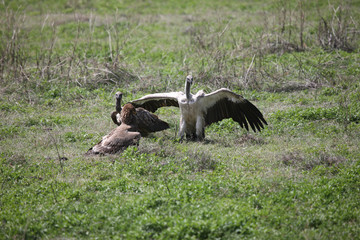 Wild Griffon Vulture Africa savannah Kenya dangerous bird