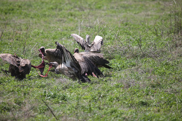 Wild Griffon Vulture Africa savannah Kenya dangerous bird