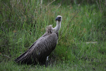 Wild Griffon Vulture Africa savannah Kenya dangerous bird