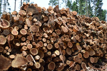 切り出された杉の丸太