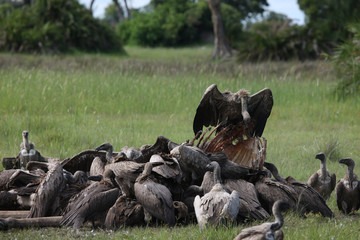Obraz premium Wild Griffon Vulture Africa savannah Kenya dangerous bird