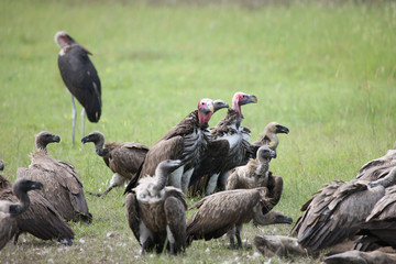 Wild Griffon Vulture Africa savannah Kenya dangerous bird