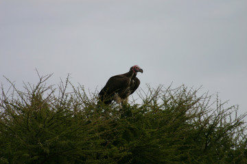 Wild Griffon Vulture Africa savannah Kenya dangerous bird