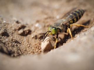 Sand wasp dragging a huge stone