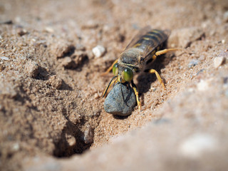 Sand wasp dragging a huge stone