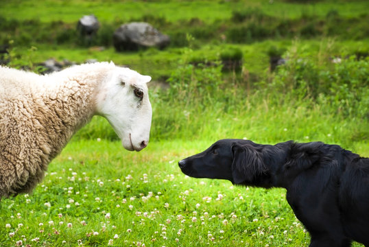 Dog Meets Sheep
