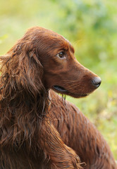 Dog portrait, irish setter on green background, outdoors, vertical
