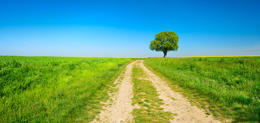 Dirt Road through Field Landscape leading to  solitary tree under Blue Sky