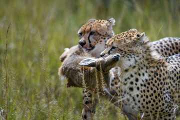 cheetah © Herbert