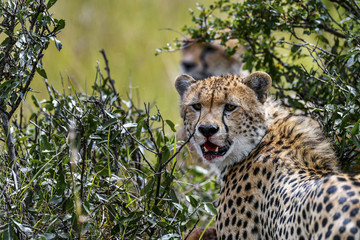 cheetah © Herbert