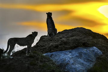 cheetah © Herbert