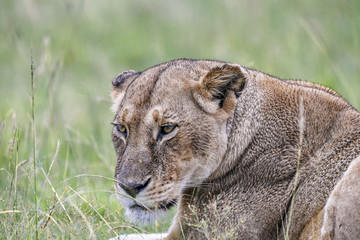 Lion