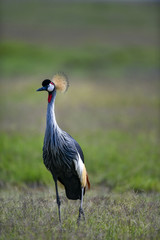 crowns crane in the savanah of Africa