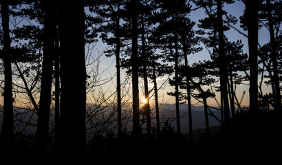 sunset viewed from forest