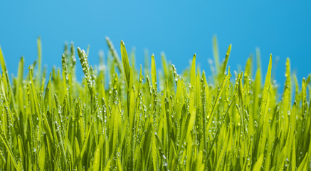 Obraz premium green grass after rain 