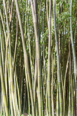 pali 2