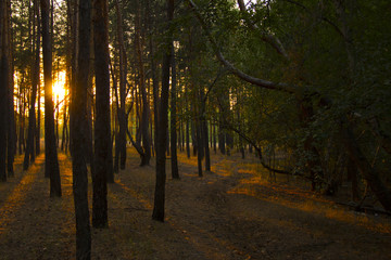 Obraz premium sunset in the forest