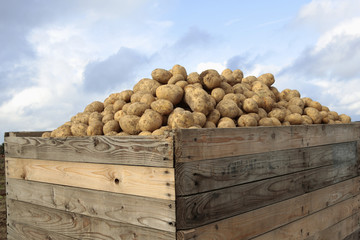 Kartoffel; Ernte, Bio, Glyphosat