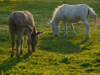 white horse and donkey grazing on green meadow 