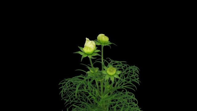 Time-lapse of growing and blooming cosmos flower 2x3 in RGB + ALPHA matte format isolated on black background
