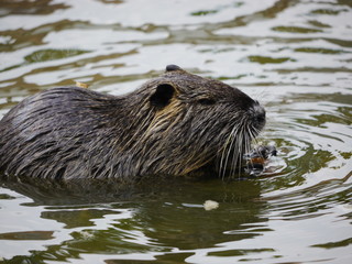 beaver swimming lake 