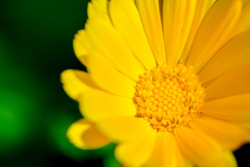 Macro shot of a yellow marigold blossom on a sunny day on a dark background