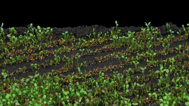 Time-lapse of growing clover plants in rows 1x3 in RGB + ALPHA matte format isolated on black background
