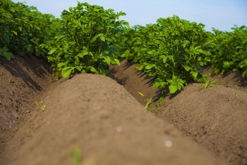 Potato field on a sunny summer day