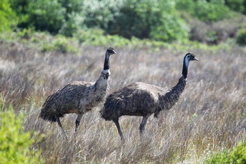 Emus (Dromaius novaehollandiae) im Wilsons Promontory Nationalpark, Victoria, Australien.