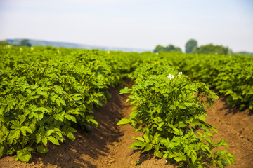 Fototapeta na wymiar Potato field on a sunny summer day
