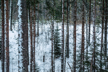 Fototapeta premium Russian winter pine forest
