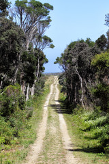Fototapeta na wymiar Cotters Lake Track im Wilsons Promontory Nationalpark, Victoria, Australien.