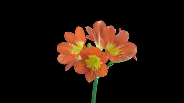 Time-lapse of growing clivia Miniata flower 10a4 in 4K PNG+ format with ALPHA transparency channel isolated on black background
