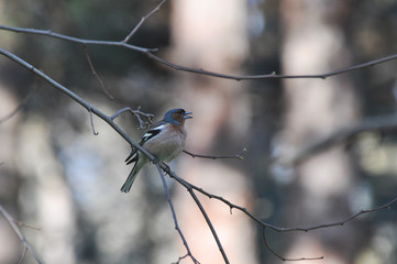Adult male chaffinch (Fringilla coelebs) in winter time. Little bird sits on branch cowered with...