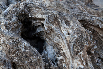 wood texture. a bark of a tree.