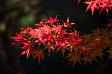 Maple leaves change color in autumn season