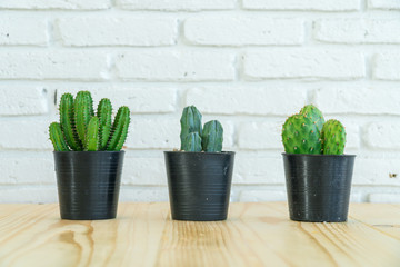 green cactus on wood table and white brick background.Botanical green plants.Group of Cactus on black pot in cafe.