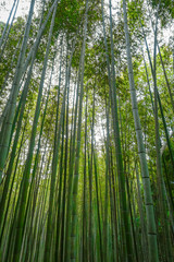 Fototapeta premium Bambusowy las Arashiyama, Kioto, Japonia