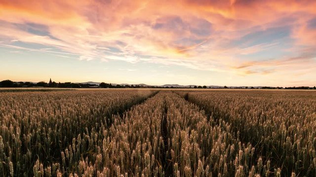 Wheat field at sunset - Time lapse