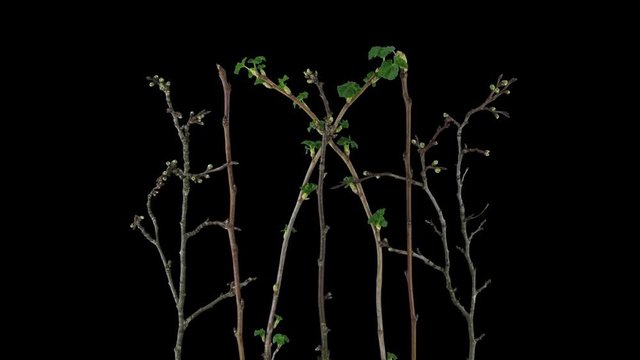 Time-lapse of growing plum, pear, red and black currant branches 14x4 in 4K PNG+ format with ALPHA transparency channel isolated on black background
