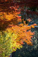 Maple leaves change color in autumn season