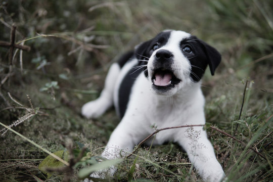Puppy With Happy Face Puppy With Happy Face